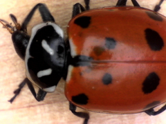 Hippodamia convergens