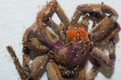 Lycosa erythrognatha