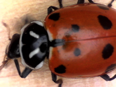 Hippodamia convergens