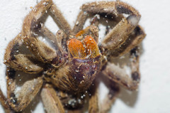 Lycosa erythrognatha