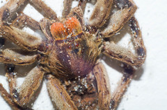 Lycosa erythrognatha