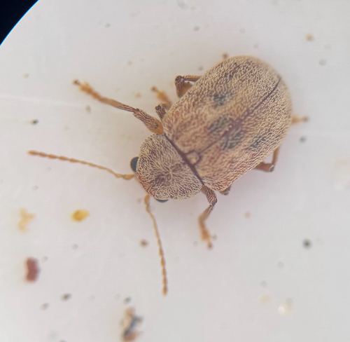 Asian Oak Leaf Beetle photo 5
