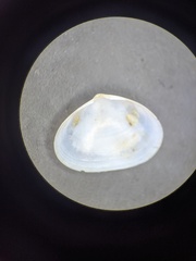 Rhamphidonta retifera