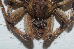 Lycosa erythrognatha