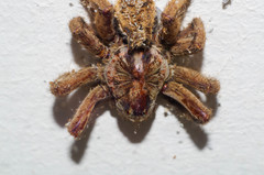 Lycosa erythrognatha