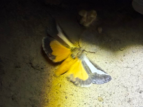 staghorn cholla moth
