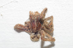 Lycosa erythrognatha