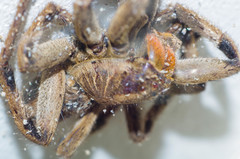 Lycosa erythrognatha