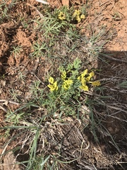 Lomatium cous
