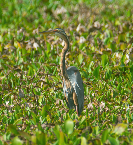 iNaturalist image