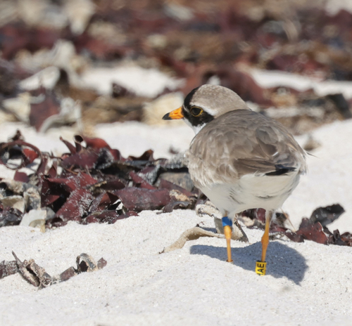 iNaturalist image