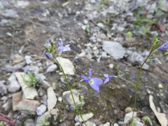 Lobelia berlandieri