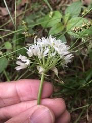 Allium fraseri
