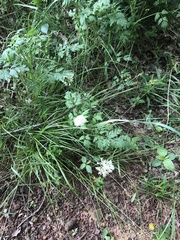 Allium fraseri