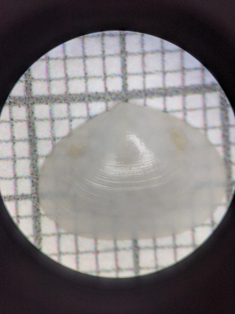 Rhamphidonta