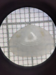 Rhamphidonta retifera