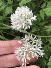 Allium fraseri