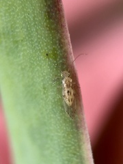Trichopsocus