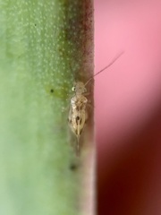 Trichopsocus
