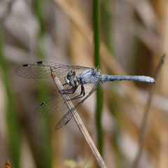 Nannothemis bella