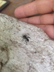 Aphantochilus rogersi