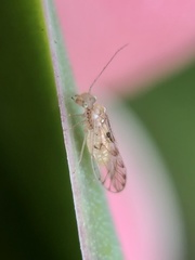 Trichopsocus