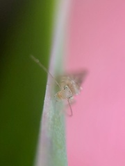 Trichopsocus