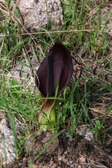 Arum pictum