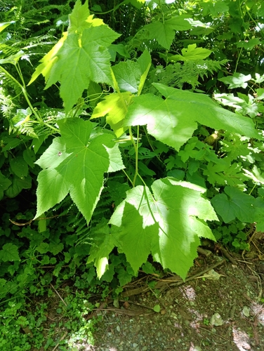 thimbleberry
