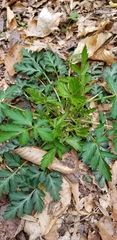 Geum vernum