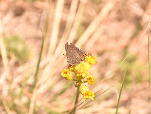 Gray Hairstreak
