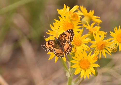Gorgone Checkerspot
