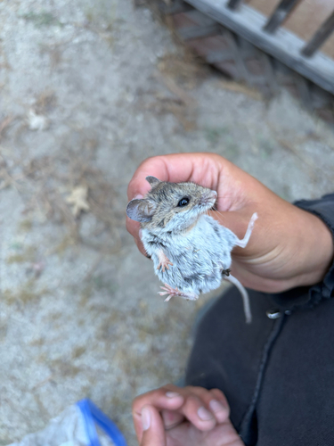 iNaturalist observation photo of Gambel's Deer Mouse