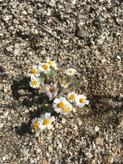 Eriophyllum wallacei rubellum