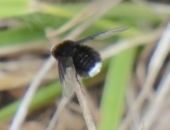 Ogcodocera leucoprocta