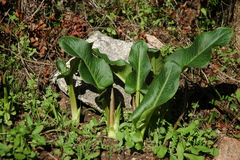 Arum pictum