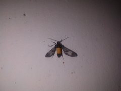 Cosmosoma stibosticta