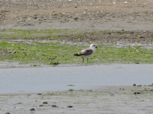 iNaturalist image