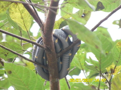 Boiga melanota