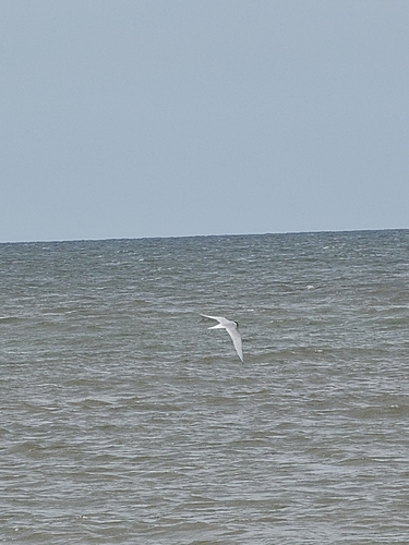 iNaturalist image
