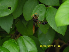 Delta pyriforme circinale