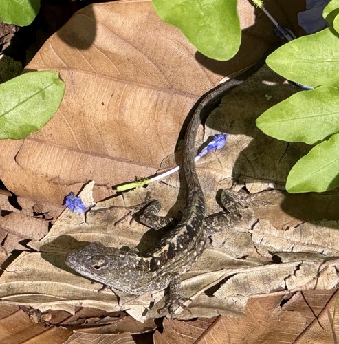 Brown Anole