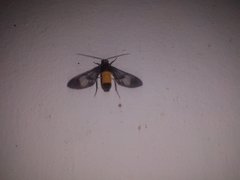 Cosmosoma stibosticta