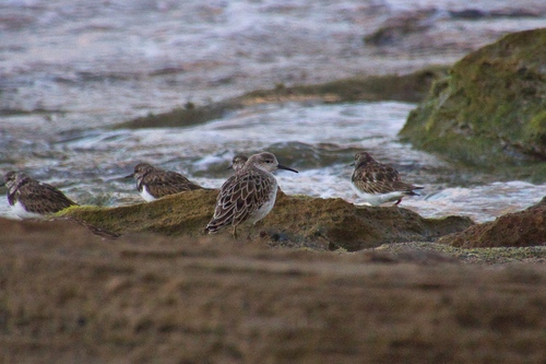 iNaturalist image