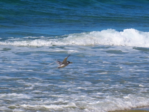 iNaturalist image