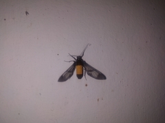 Cosmosoma stibosticta