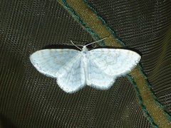 Asthena albulata
