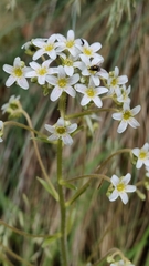 Saxifraga hostii, photograph (c) Isabella Paleari, some rights reserved (CC BY)
