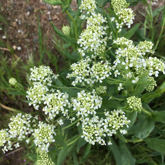 Lepidium draba