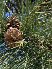 Pinus